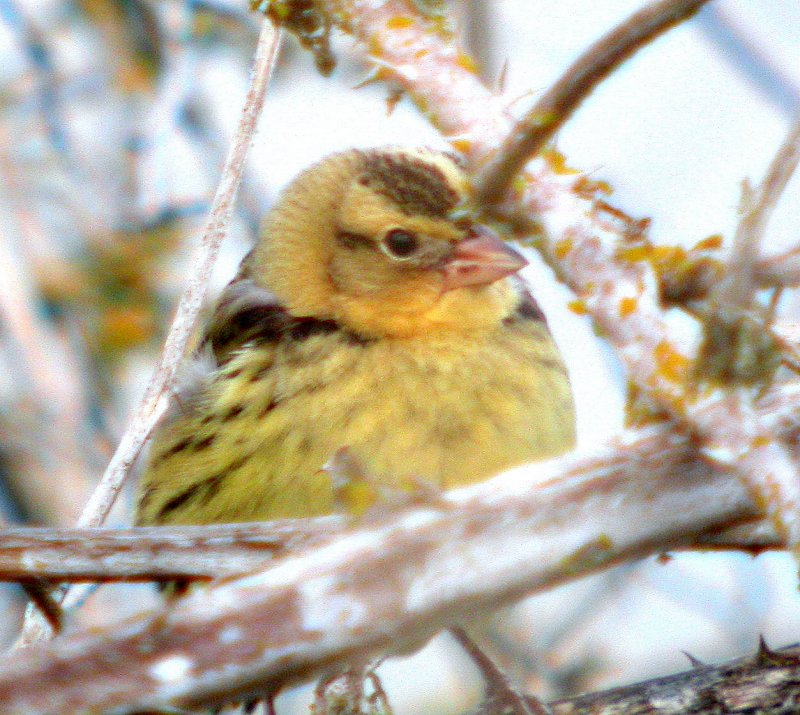 Bobolink