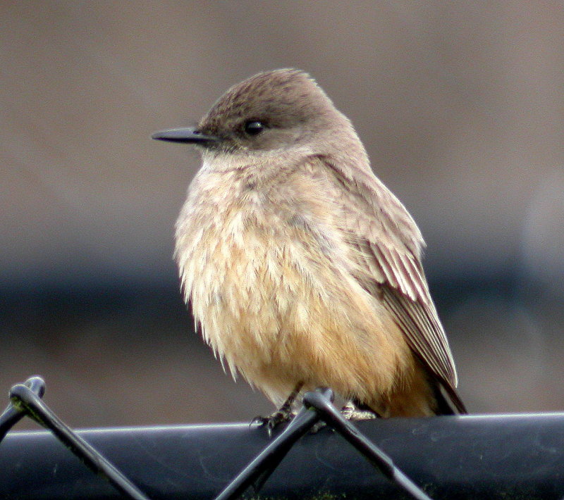 Say's Phoebe