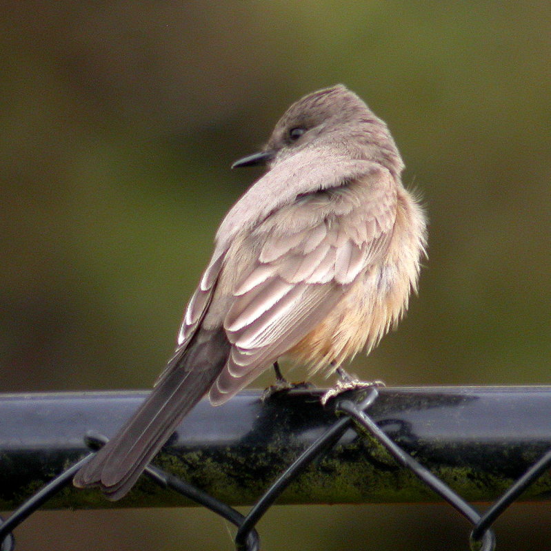 Say's Phoebe