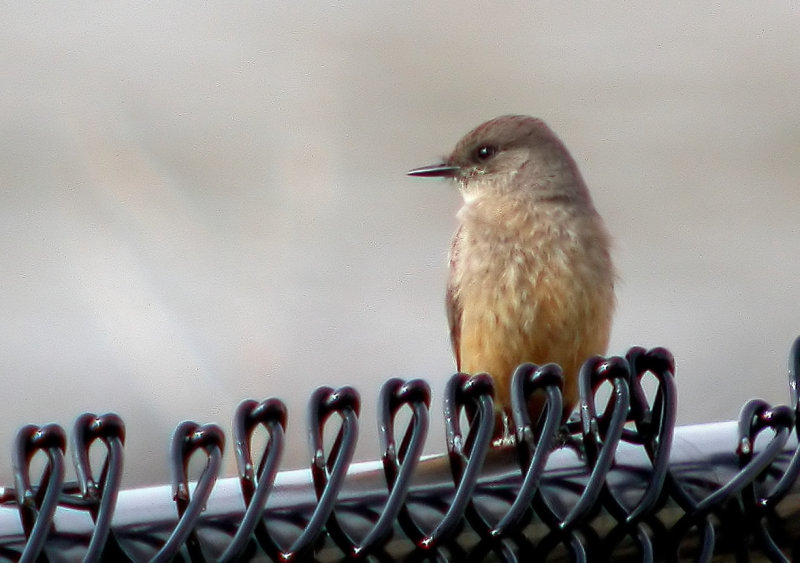 Say's Phoebe