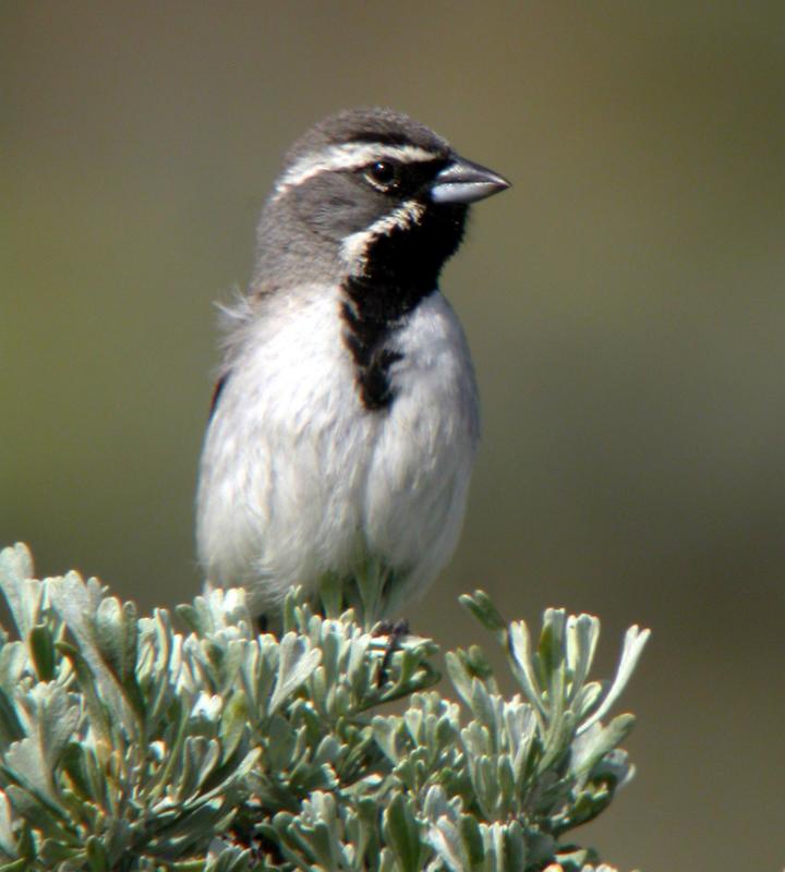 Black-throated Sparrow