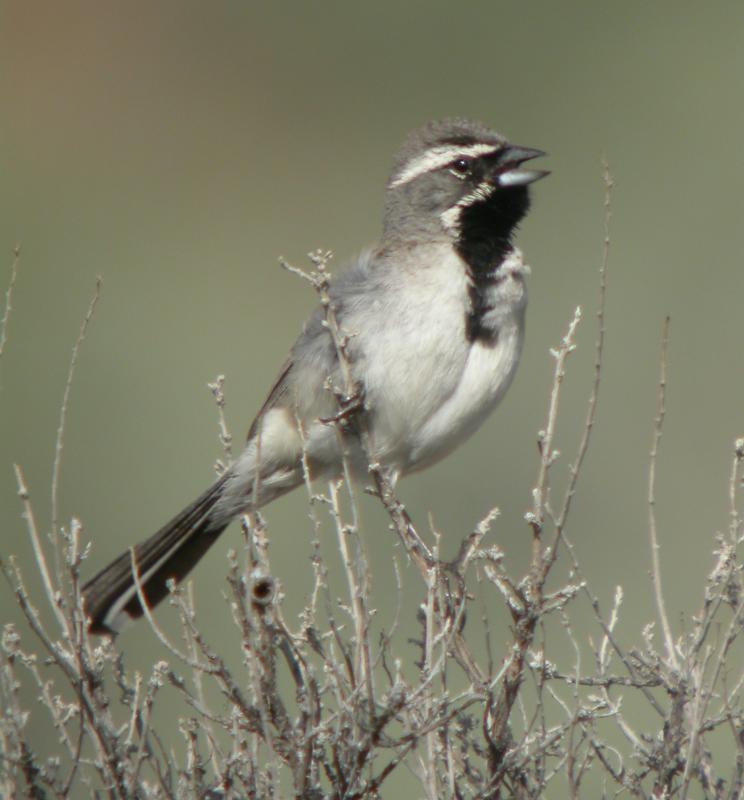 Black-throated Sparrow