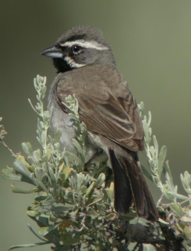 Black-throated Sparrow