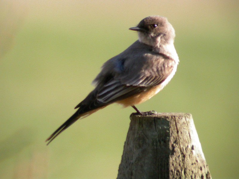 Say's Phoebe