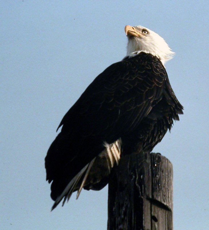 Bald Eagle