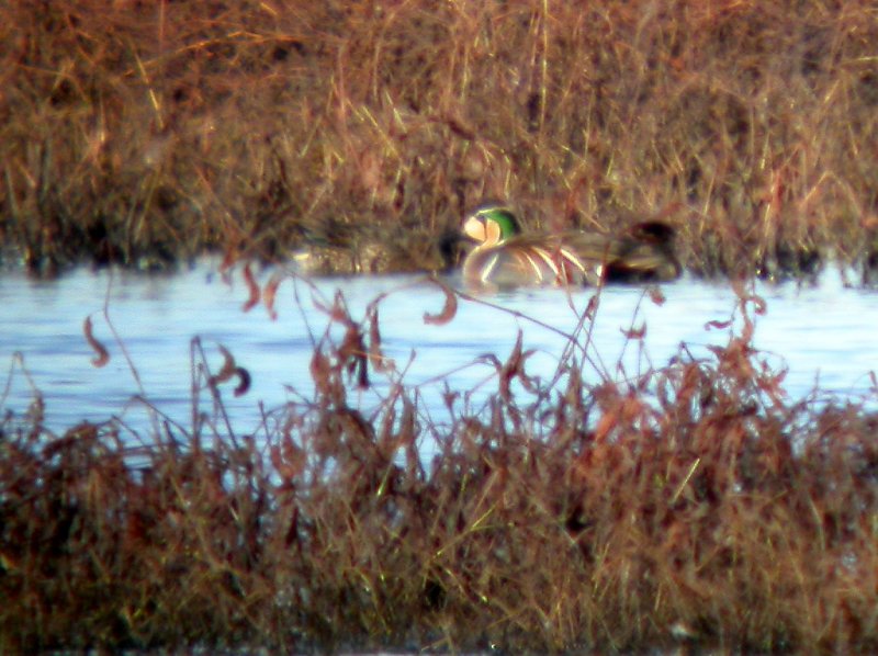 Baikal Teal