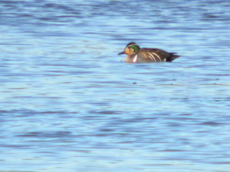 Baikal Teal