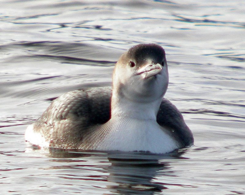 Arctic Loon