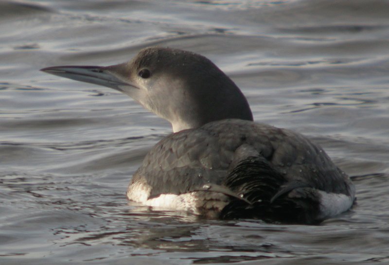 Arctic Loon