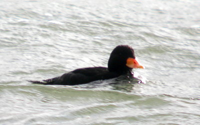 Scoter