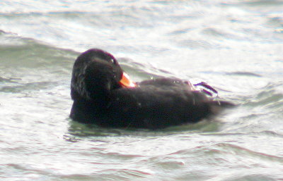 Scoter