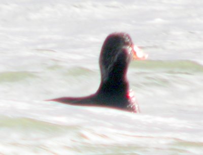 Scoter