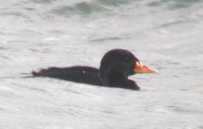 Scoter
