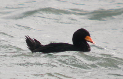 Scoter