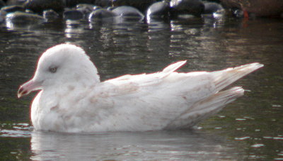 Ring-billed Gull