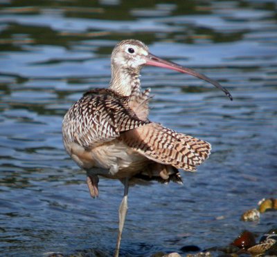 Long-billed Curlew