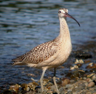 Long-billed Curlew