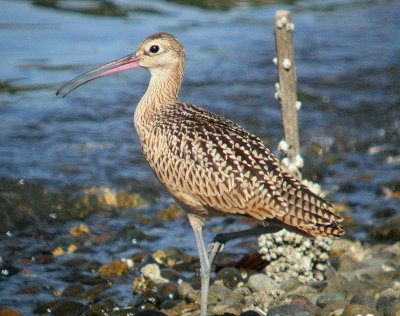 Long-billed Curlew