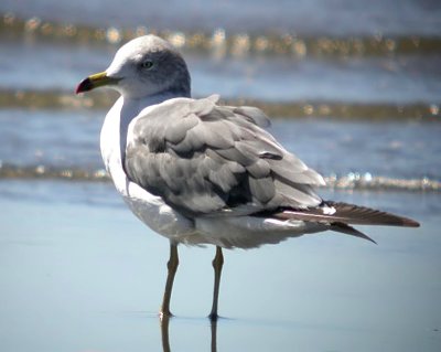 Black-tailed Gull