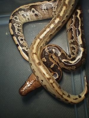 03 F6 Newborn