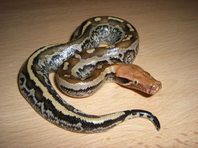 5c Female