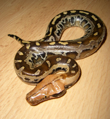 5d Female