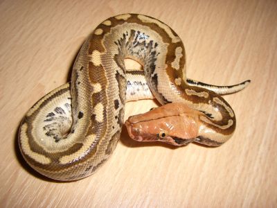 5i Female