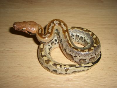 5j Male
