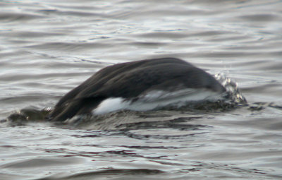 Arctic Loon