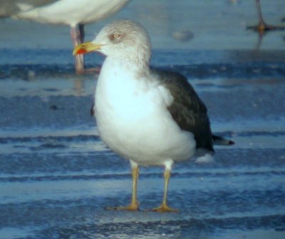 Lesser Black-backed Gull