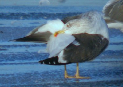 Lesser Black-backed Gull