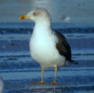 Lesser Black-backed Gull