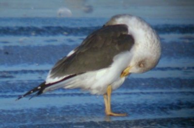 Lesser Black-backed Gull
