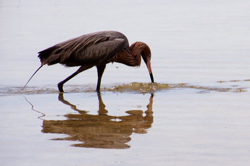 Reddish Egret