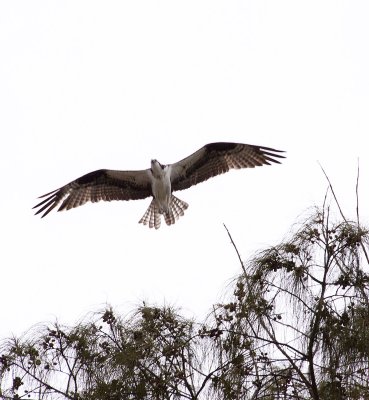 Osprey