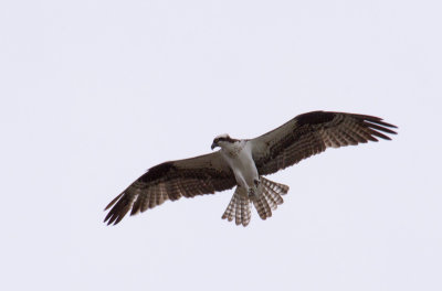 Osprey