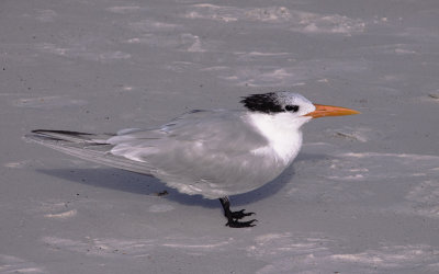 Least Tern