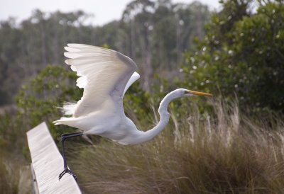 Great Egret