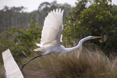 Great Egret