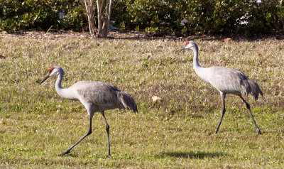 Sand Hill Crane