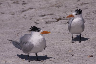 Least Tern