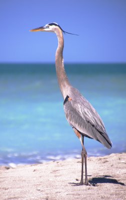 Great Blue Heron