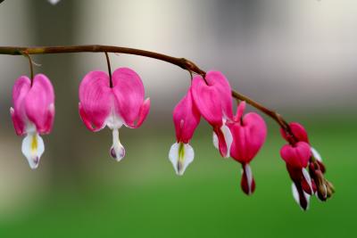 Bleeding Heart.jpg