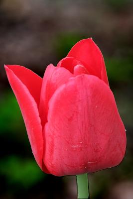 Tulip 1e.jpg