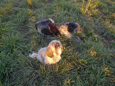 Coco and Gypsy