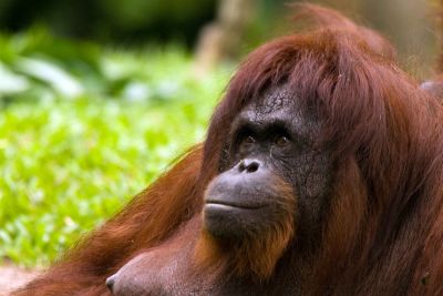 Orangutang