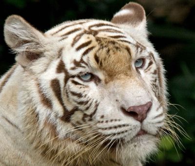 White Tiger