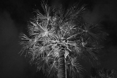 Palm Trees - Sydney