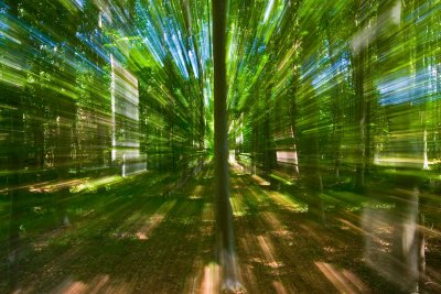 Forest at warp speed
