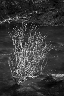 IMG_8102BW.jpg
